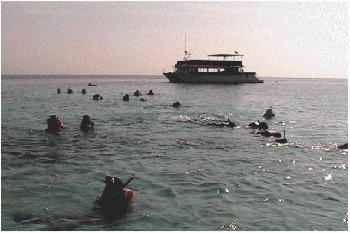 Reef Study in the Red Sea, Anyone?