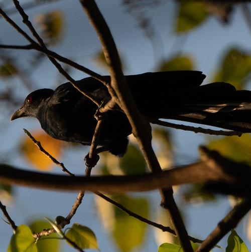 Asian Koels Make Everything Okay