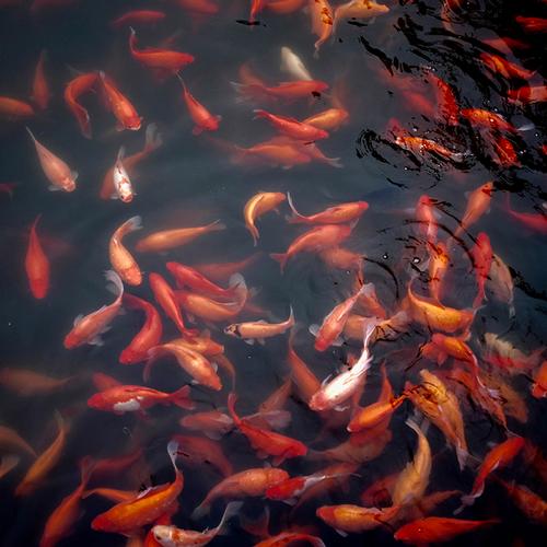 DEI and Me: An Opinion 