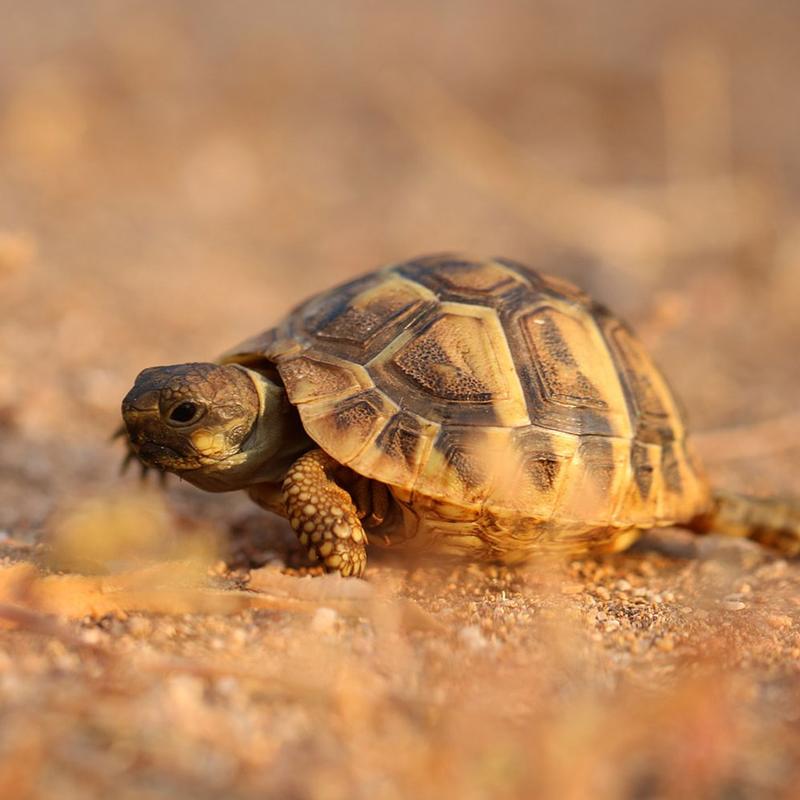 Slow but Steady: Unlocking the Secrets to a Successful School Year