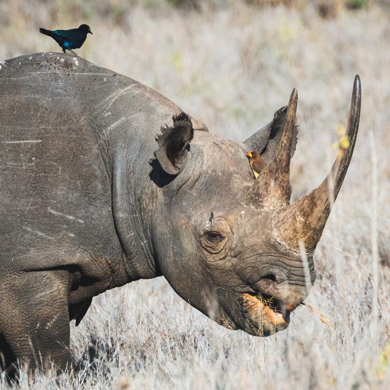 A Symbiotic Friendship Between a Registered Blind AuDHD Rhino and a Visibly Disabled Oxpecker