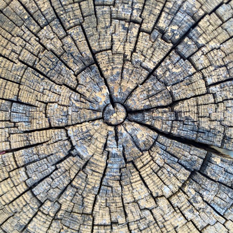 Regenerative Education: Teaching and Learning that Heals and Restores